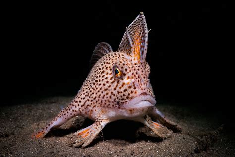 Rare Fish Species