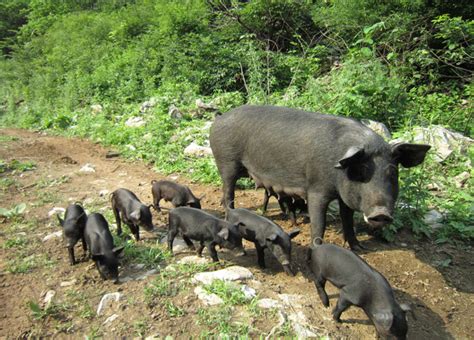 重庆生猪养殖/土猪肉批发，生态养殖土猪，重庆涪陵同攒生猪养殖