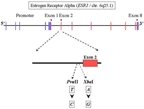 Ovarian Cancer—Epidemiology, Classification, Pathogenesis, Treatment ...