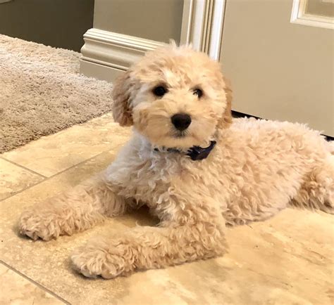 Best Mini Goldendoodle Breeders Ontario at Danny Cain blog