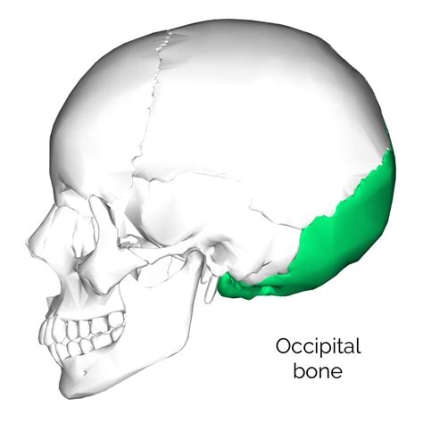 Bones of the Skull | Skull Osteology | Anatomy | Geeky Medics