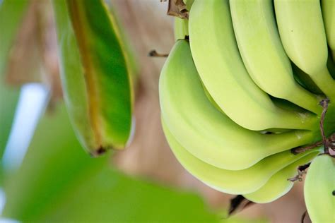 32家菲律宾水果出口商被叫停 青岛天津口岸销毁不合格菲律宾香蕉 | 国际果蔬报道