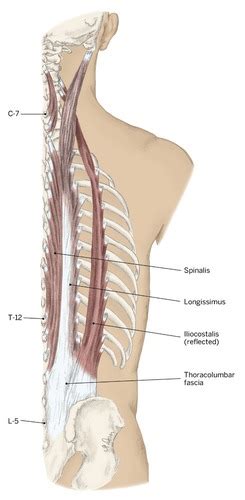 Back Extensor Muscles 的图像结果