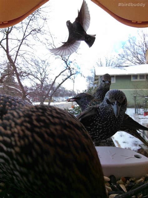 Different Birds Personalities At Bird Feeders - Bird Buddy Blog