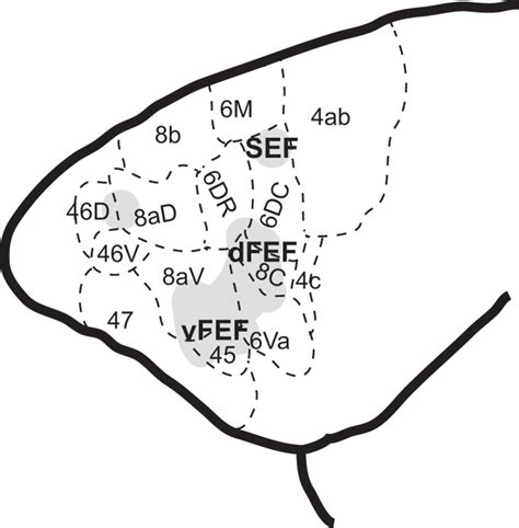 Functional Localization of the Frontal Eye Fields in the Common ...