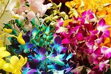 fioritura orchidee orchidee le orchidee e la fioritura fioritura orchidee orchidee le orchidee e la fioritura