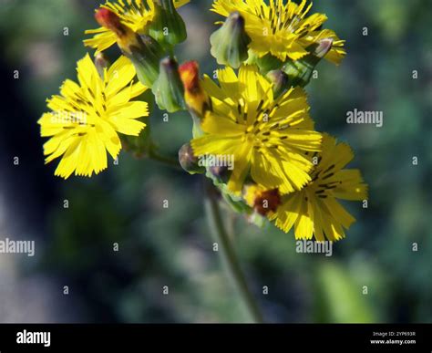 Oriental false hawksbeard (Youngia japonica Stock Photo - Alamy