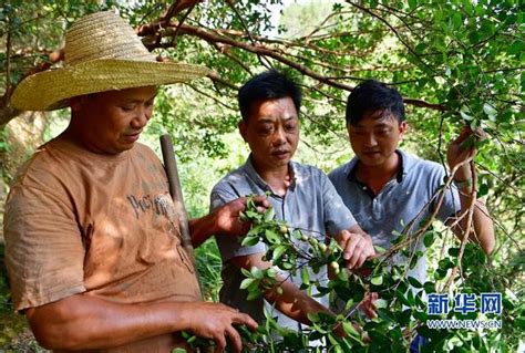 南平茶洋茶籽种植合作社 油茶树变成“摇钱树”-中国福建三农网