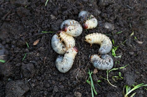 Lawn Grubs: White Grub Identification and Control