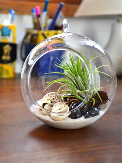 Air Terrarium — Mudfingers