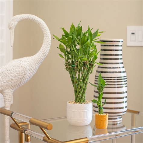Costa Farms Lucky Bamboo House Plant in 6-in Pot in the House Plants ...