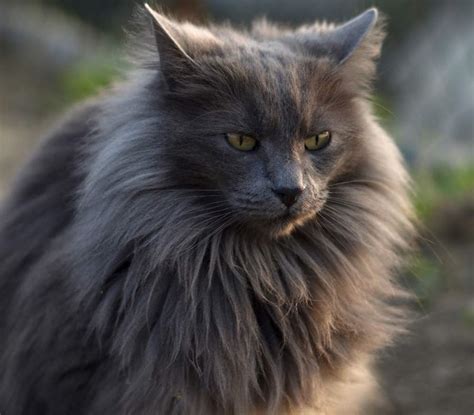 Cariñoso y muy leal: todo sobre el Nebelung, la preciosa raza de gatos ...