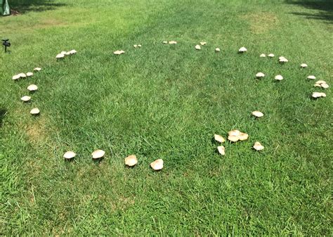 Why Have All These Mushrooms Appeared on My Lawn? | Best Lawn Care ...