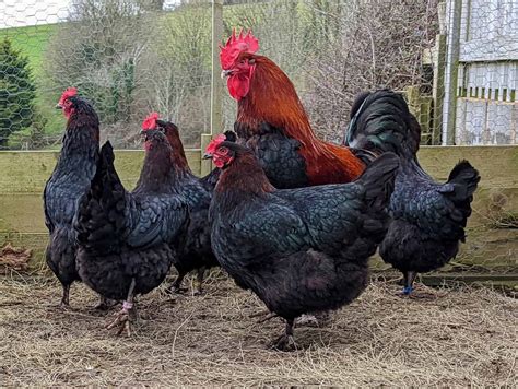 Marans Chickens: Breed Profile, Varieties and Care