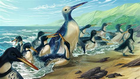 Scientists discovered fossils of the largest penguin that ever lived