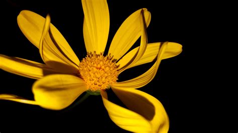 Flowers Nature Night Night-Time free image download