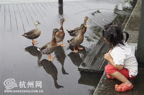 降雨渐歇 热闹西湖展现多面的美 - 杭网原创 - 杭州网