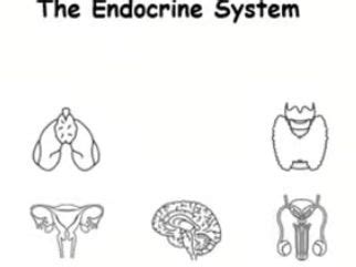 Image result for Endocrine System Project Model