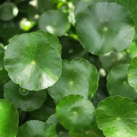 Water Pennywort (Hydrocotyle vulgaris) Aquatic Live Plant (Home & Gard ...