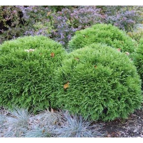 Mr Bowling Ball Arborvitae