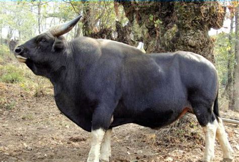 Low-Fat, More Nutritious Meat In Store For Non-Vegetarians As FSSAI ...