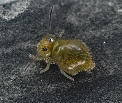Image result for Green Springtail
