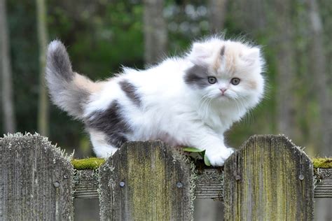 Munchkin Cat : History, Characteristics and Temperament ...