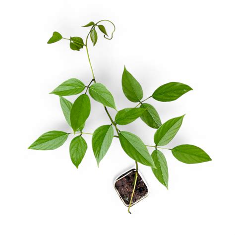 Outdoor Plants | Soiled