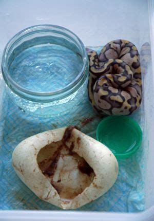 Ball Python Incubation 的图像结果