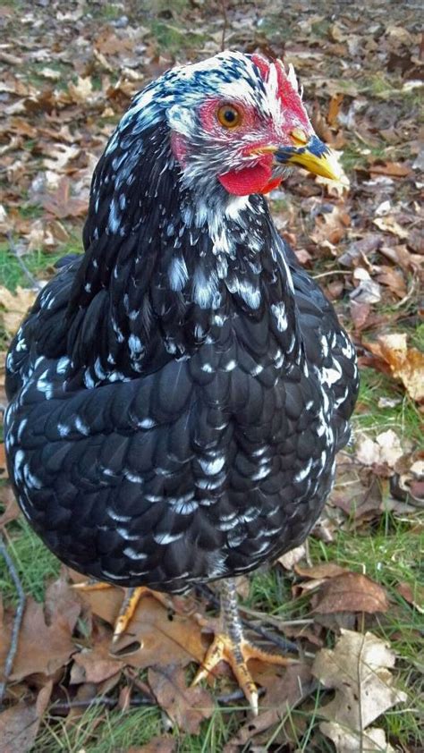 Image result for Mottled Java Chicken