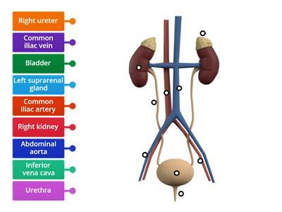 Rezultat imagine pentru Hoang Nguyen Urinary System