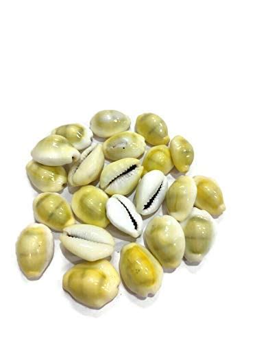 The Krishna Poojan Vatika PILI Kaudi for Pooja | Laxmi Puja | Home ...