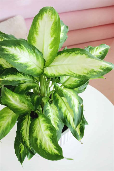 How to Grow and Care for Dieffenbachia (Dumb Cane Plant) - A Beautiful Mess