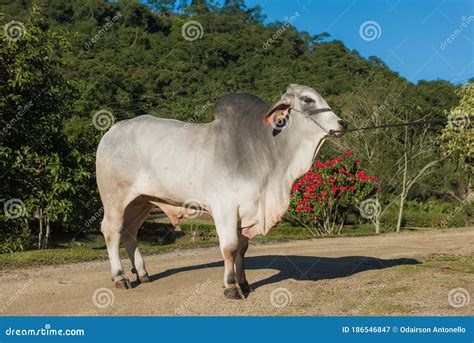 Breeding of the Brahman Cattle Breed. Stock Image - Image of ...