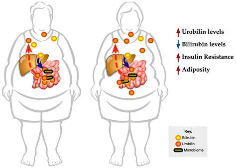 Bilirubin Levels Are Negatively Correlated with Adiposity in Obese Men and Women, and Its ...