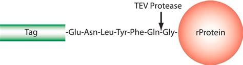 TEV Protease expressed in E. coli 10 un/ul Sigma