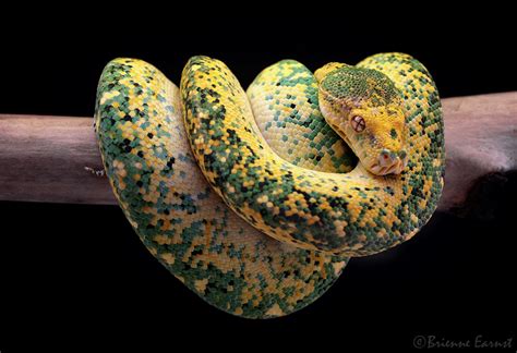 Image result for Carpet Ball Python Hybrid