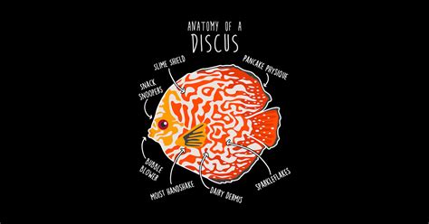 Image result for Discus Fish Anatomy