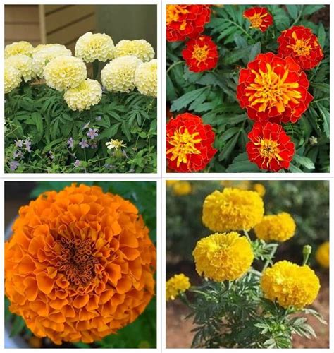 3 Different Color Varieties of Marigold Seeds Combo Pack – Richjeen
