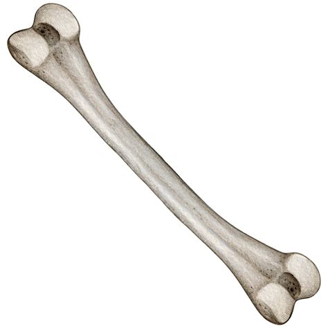 Watercolor hand drawn realistic human bones 23290157 PNG
