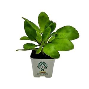 Seedtrees Patharchatta plant, patharkuchi plant, Bryophyllum Pinnatum ...