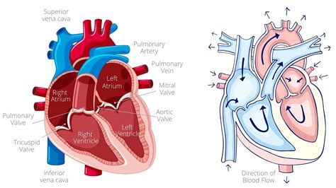 Cardiac Cycle Explained 的图像结果