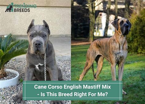 Cane Corso Mastiff 的图像结果