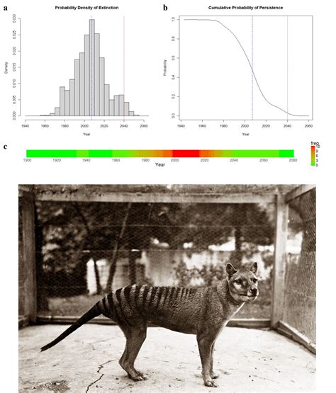 Thylacine Tasmanian Tiger Sighting