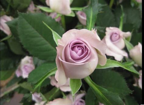 26种常见玫瑰花品种,月季品种4种,衬裙玫瑰_大山谷图库