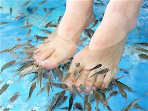 【香港脚臭死鱼！】男子10年不洗脚做鱼疗，一下水盆里的鱼全死光光！ | 88razzi
