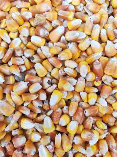 玉米作物图片素材-玉米作物专题图片-玉米作物照片图片素材-摄影照片-免费下载-寻图