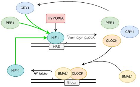 Disruption of Circadian Rhythm Genes in Obstructive Sleep Apnea ...