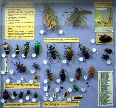 Image result for Class Insecta Real Life Examples