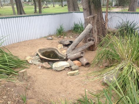 Image result for Lizard Containers